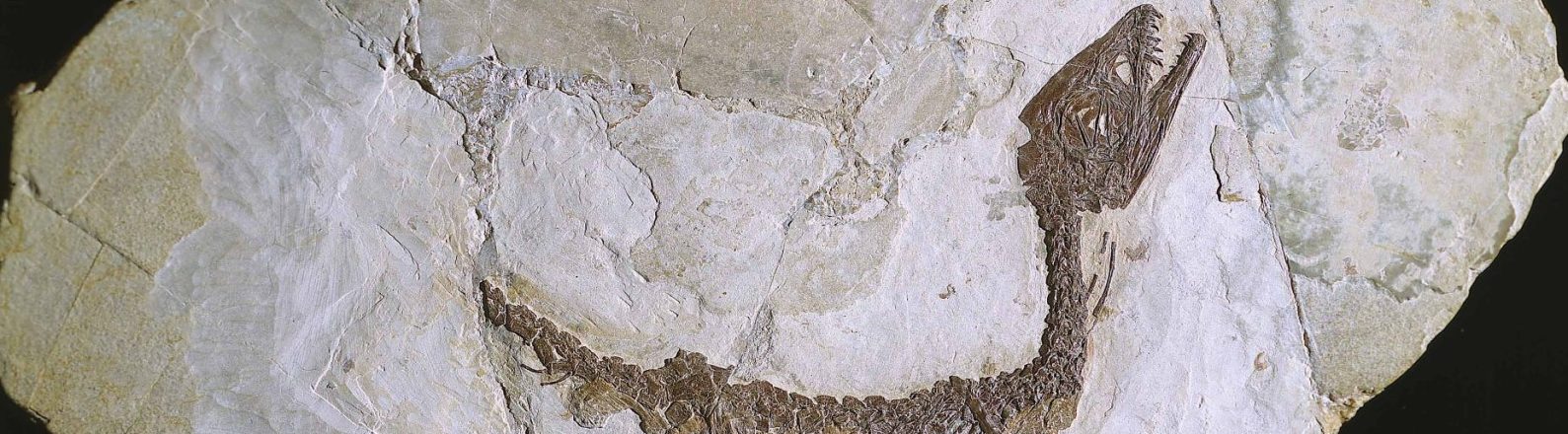 SABAP CE-BN, Benevento, Centro Operativo SABAP, Samniticus Scipionyx, Ph. Mariano Nuzzo