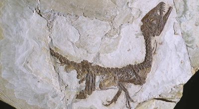 Un viaggio di 80 milioni di anni: Ciro 4.0 riporta in vita il cucciolo di dinosauro con la realtà virtuale