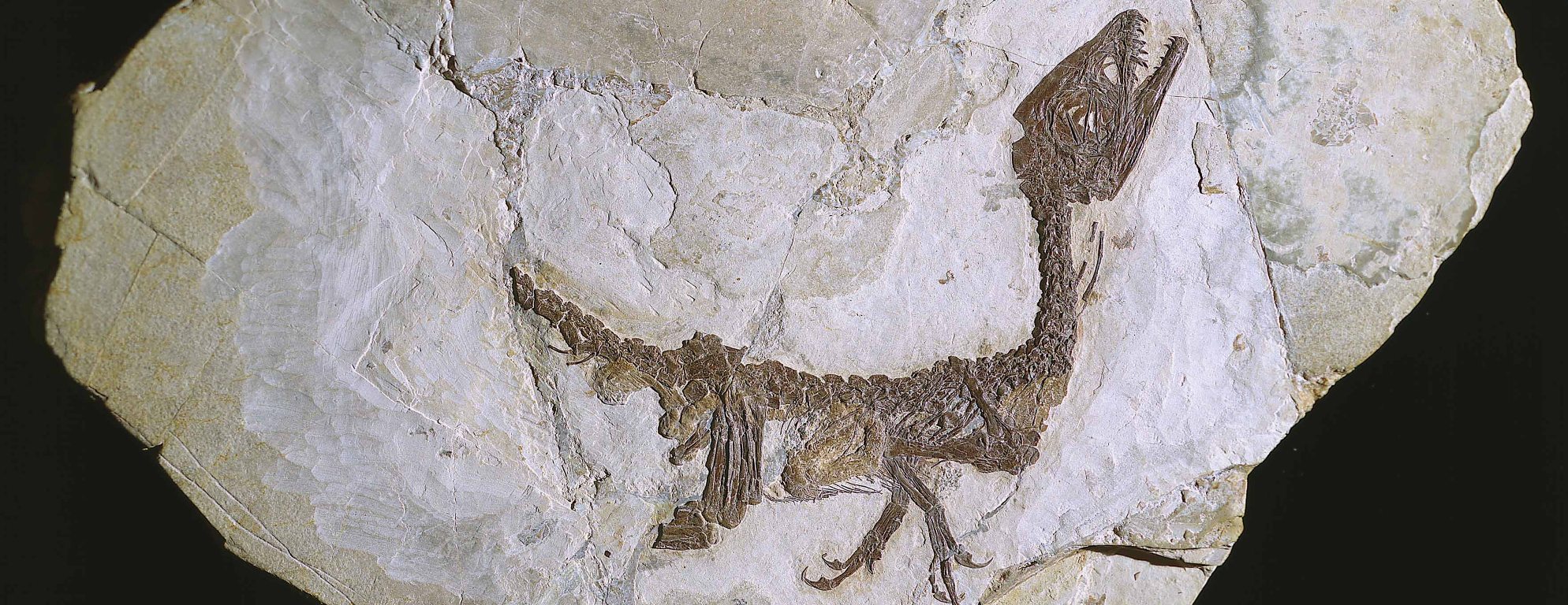 Un viaggio di 80 milioni di anni: Ciro 4.0 riporta in vita il cucciolo di dinosauro con la realtà virtuale